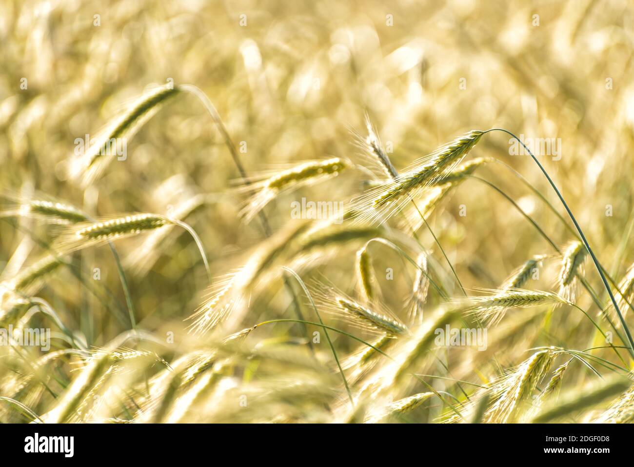 Grain sur un champ en Europe Banque D'Images