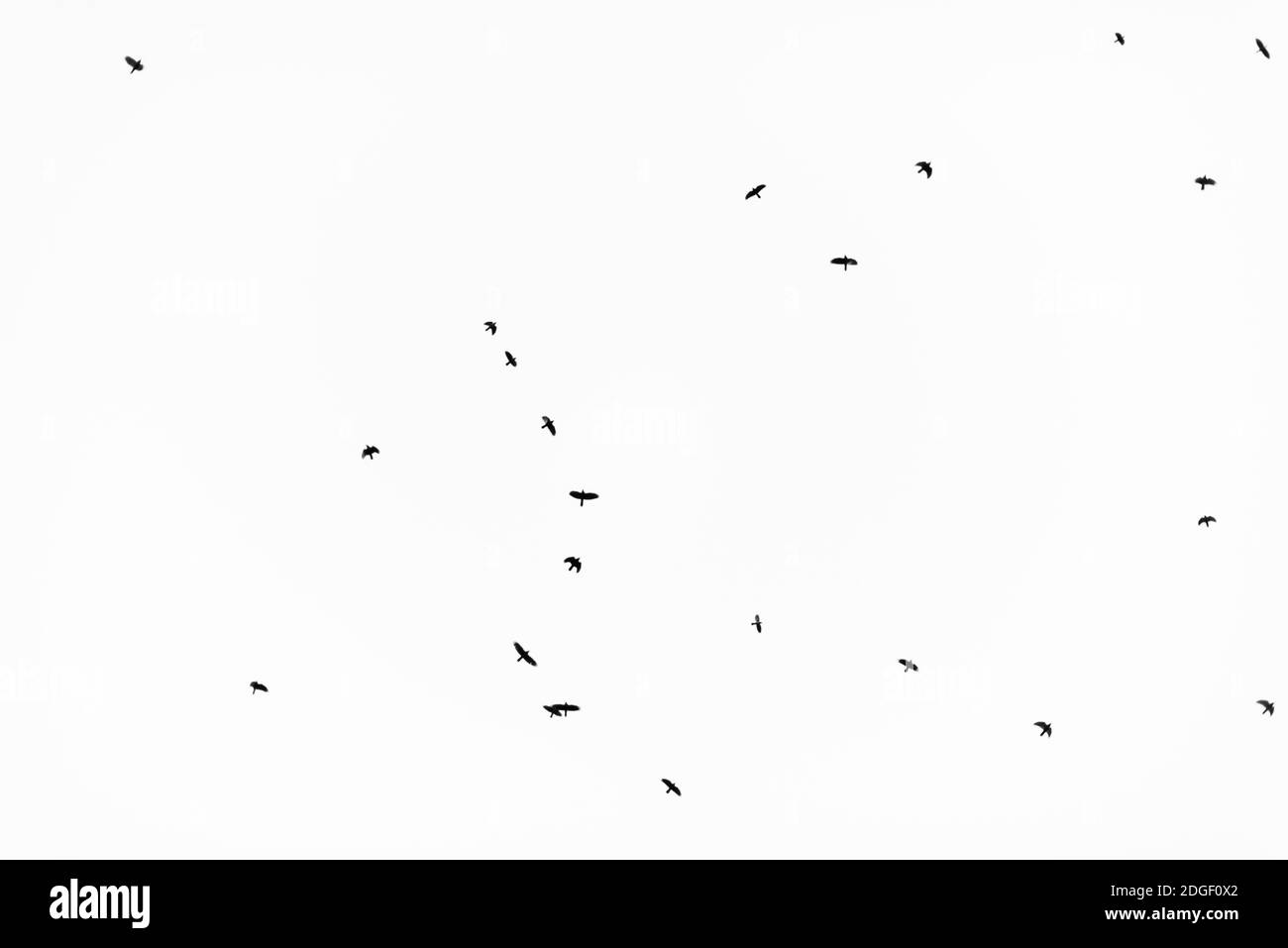 Troupeau d'oiseaux migrant isolé sur un fond blanc automne vue du ciel avec beaucoup d'espace de copie pour le texte Banque D'Images