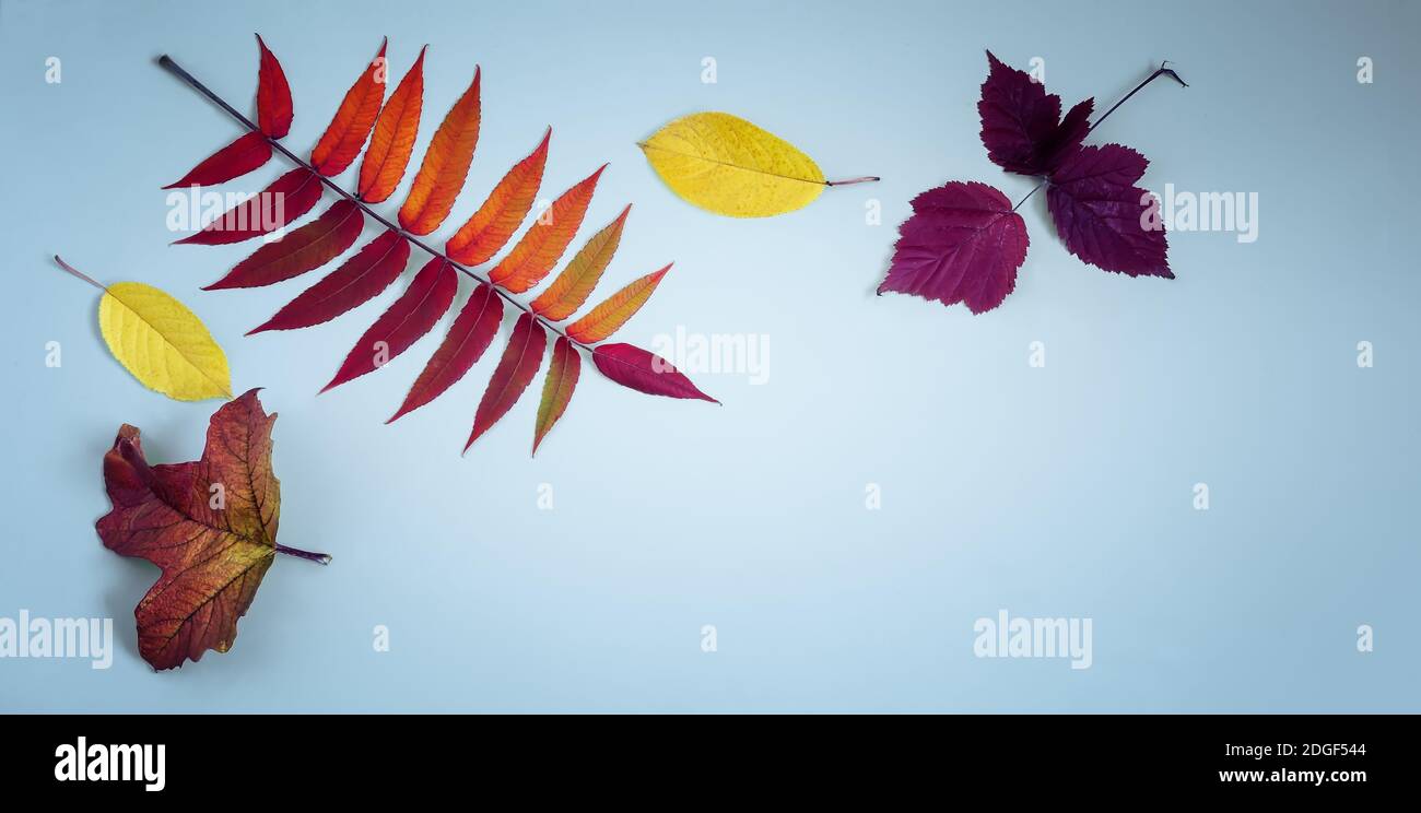 Des feuilles d'automne sur un fond bleu. Banque D'Images