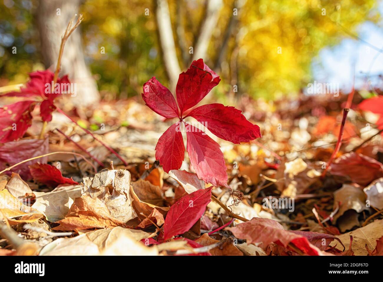 Feuilles d'automne rouges de raisins sauvages Banque D'Images