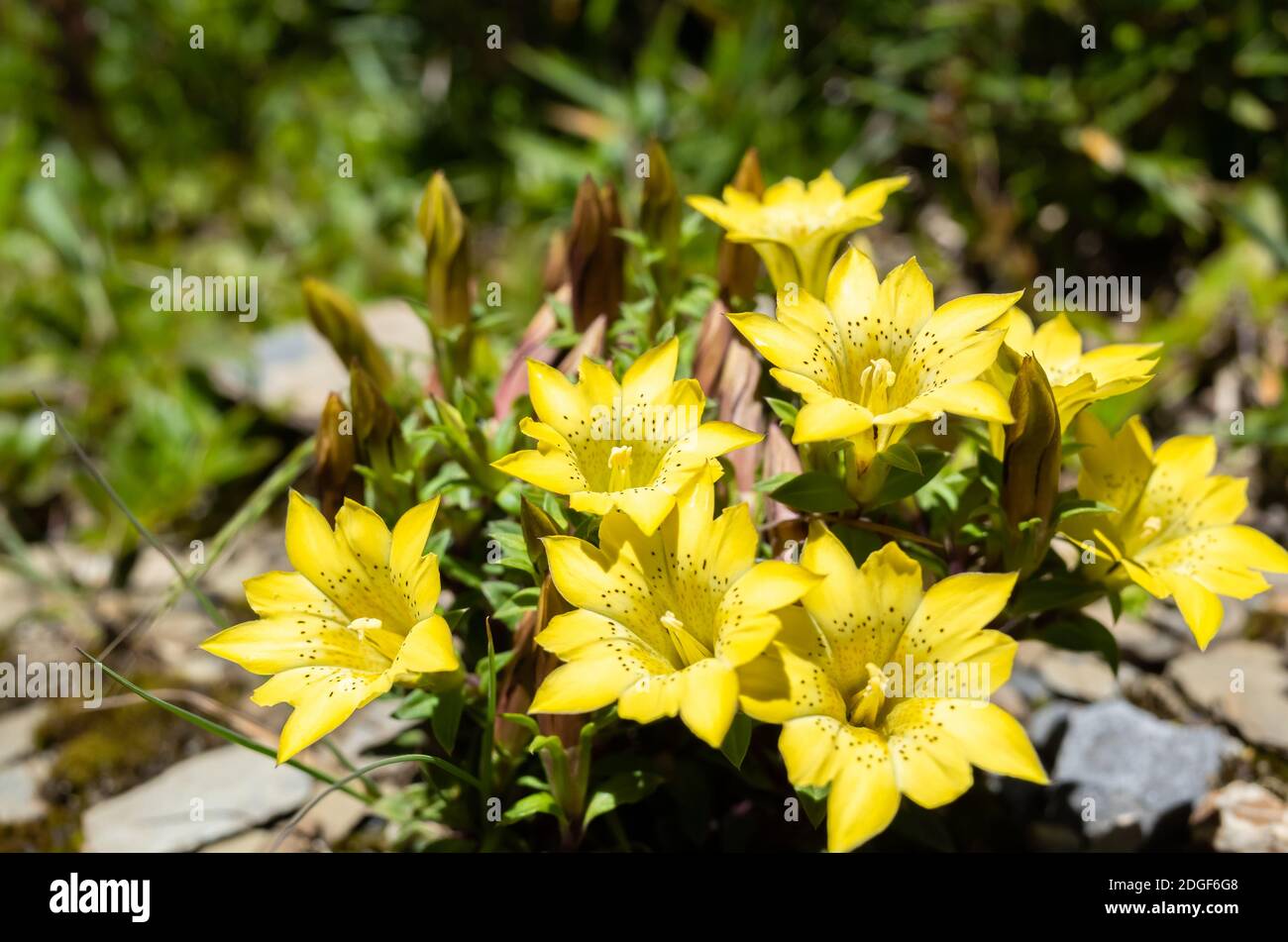 Espèces indigènes de fleurs jaunes de Gentiana Banque D'Images