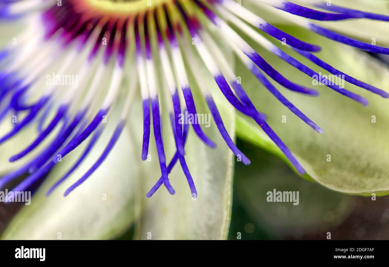 Gros plan de la fleur exotique de la passion, Passiflora caerulea Banque D'Images