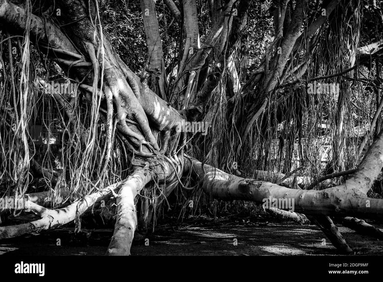 Banyan Tree dans les jungles d'Inde, qui pousse dans toutes les directions, en noir et blanc Banque D'Images
