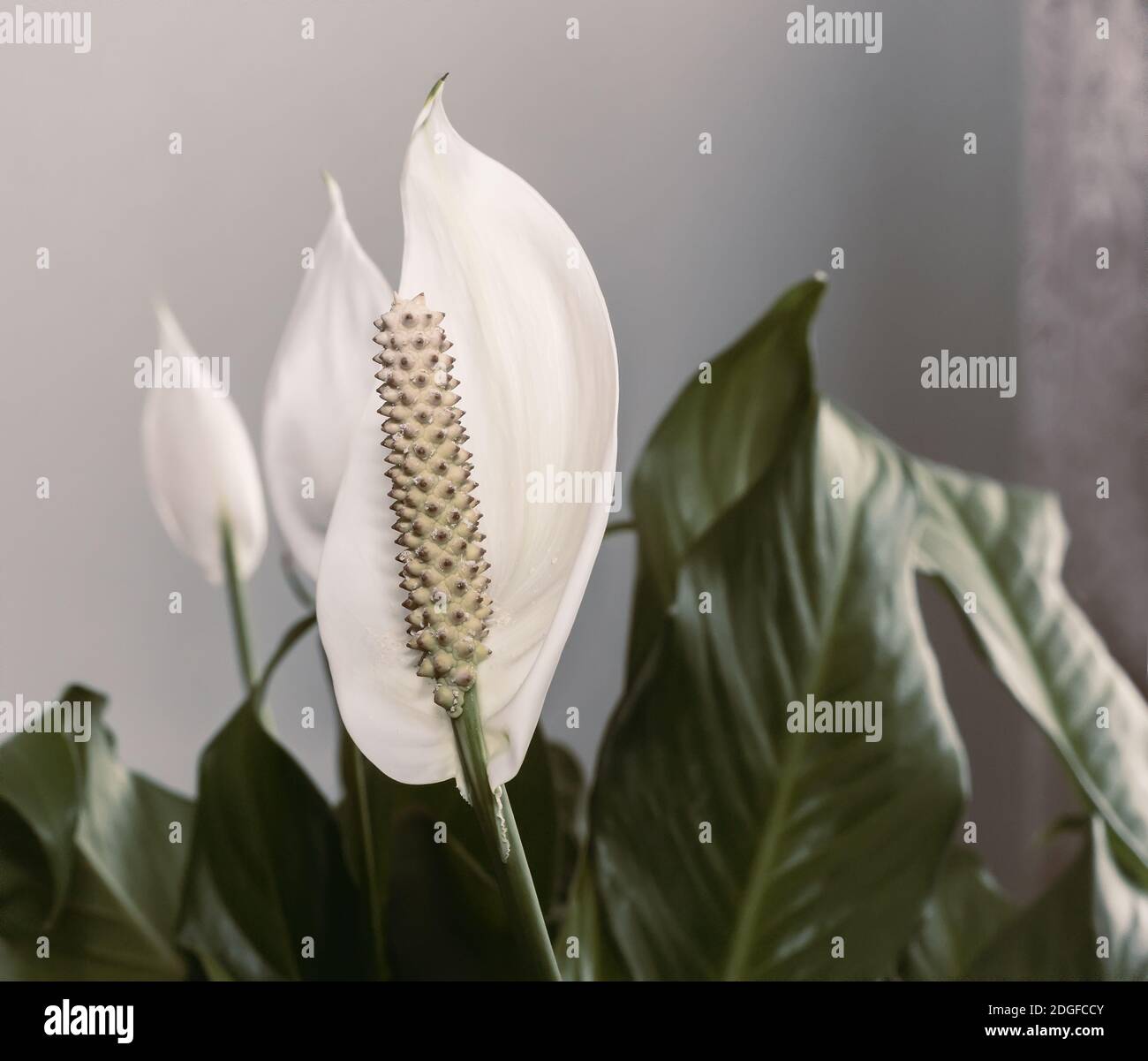 Les plantes d'intérieur : blanc fleur spatifilum entre les feuilles. Banque D'Images