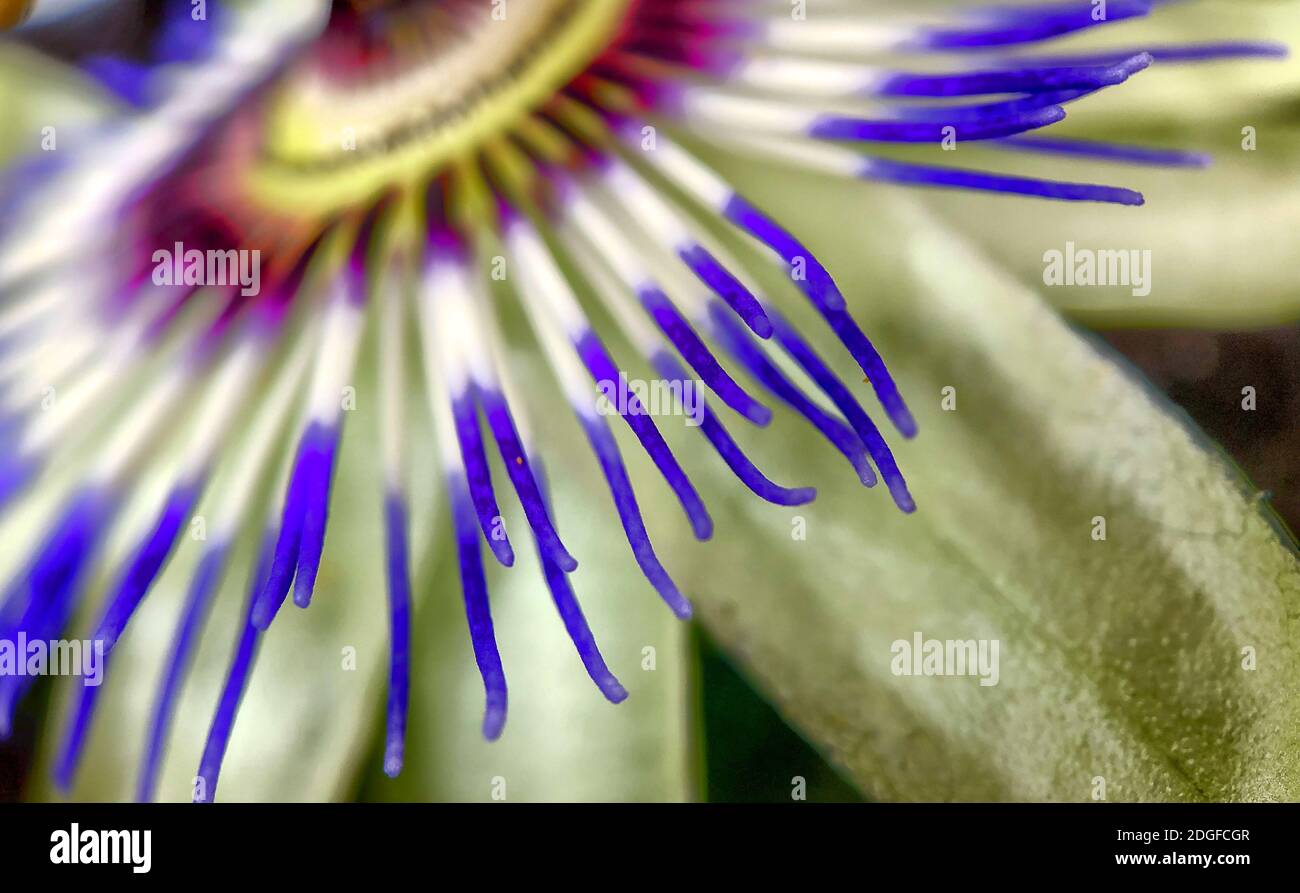 Gros plan de la fleur exotique de la passion, Passiflora caerulea Banque D'Images