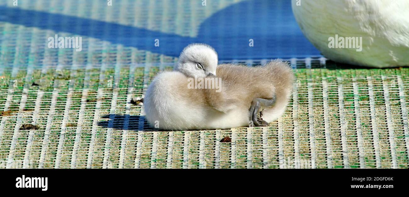 Bebe Cygne Banque D Image Et Photos Alamy Bebe Cygne Banque D Image Et Photos Alamy