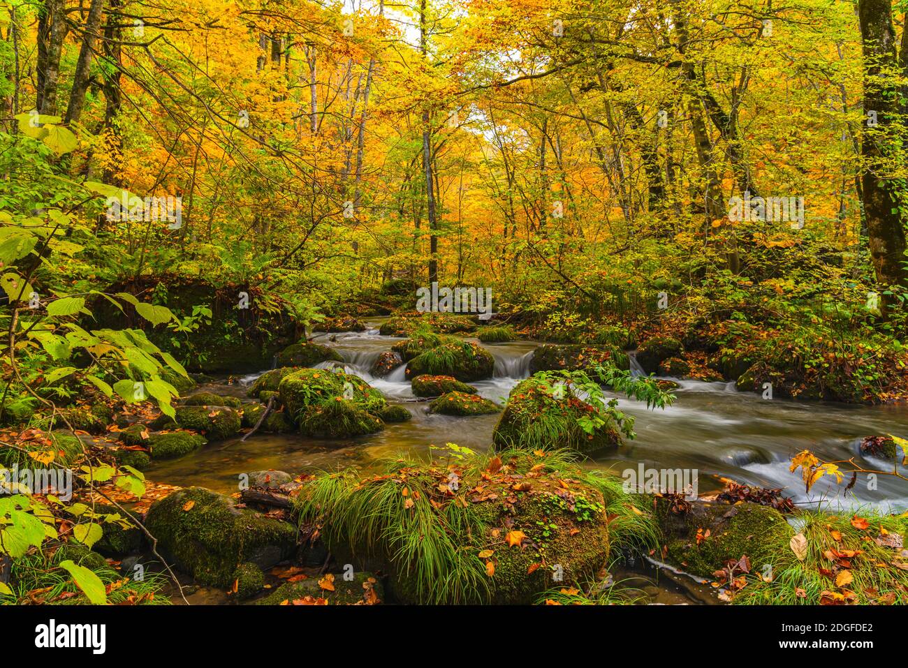 Débit de la rivière Oirase en automne avec les couleurs chute de feuilles sur les roches vertes mossy Banque D'Images