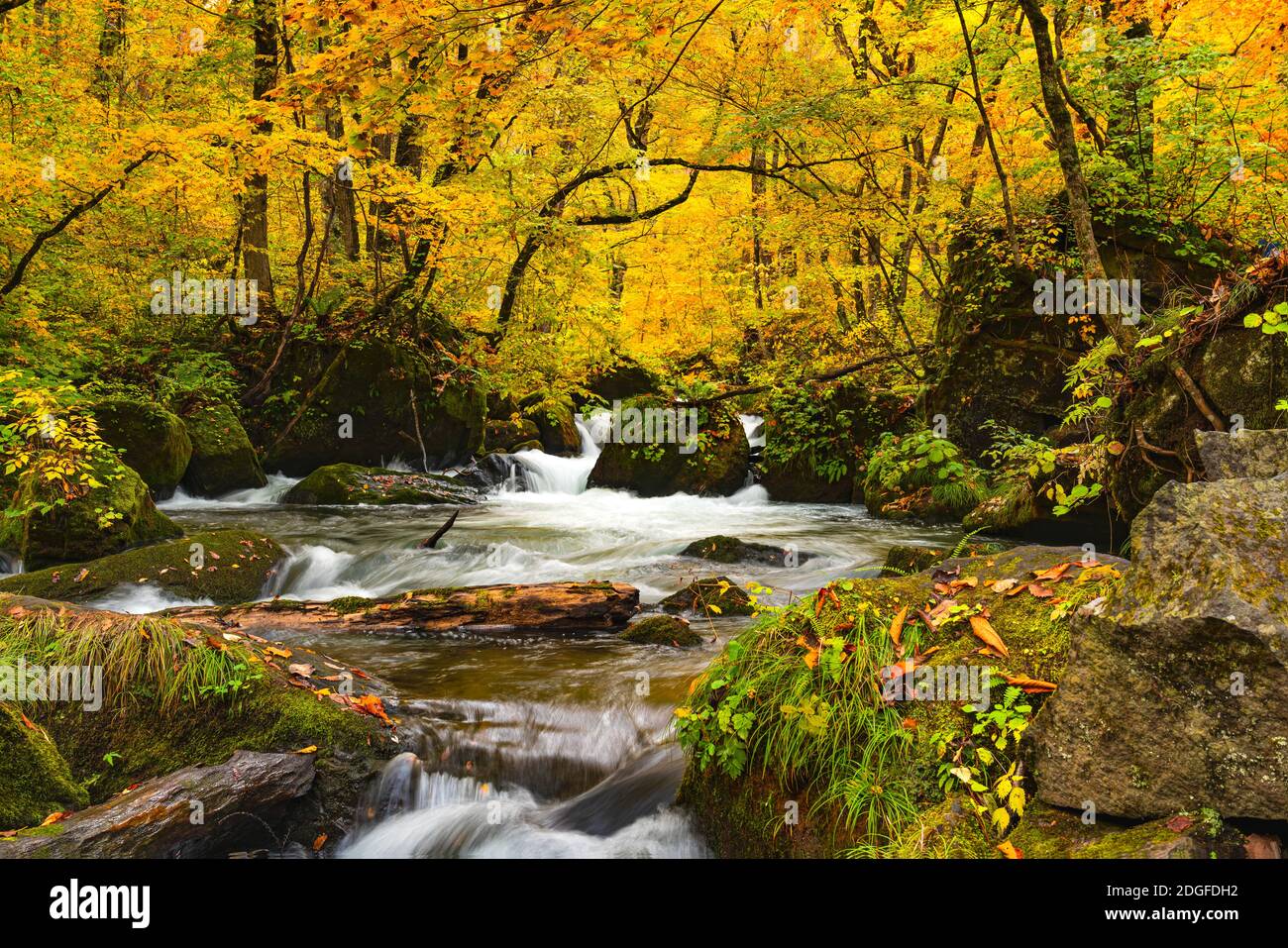 Vue naturelle de la destination couleur d'automne à Oirase gorge Banque D'Images