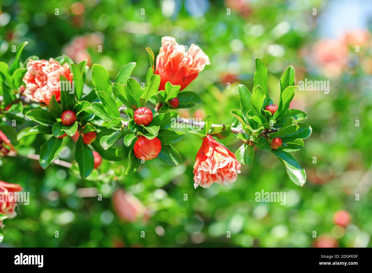 Fleurs roses petites grenade fleurs dans le Bush en été vert jardin Banque D'Images