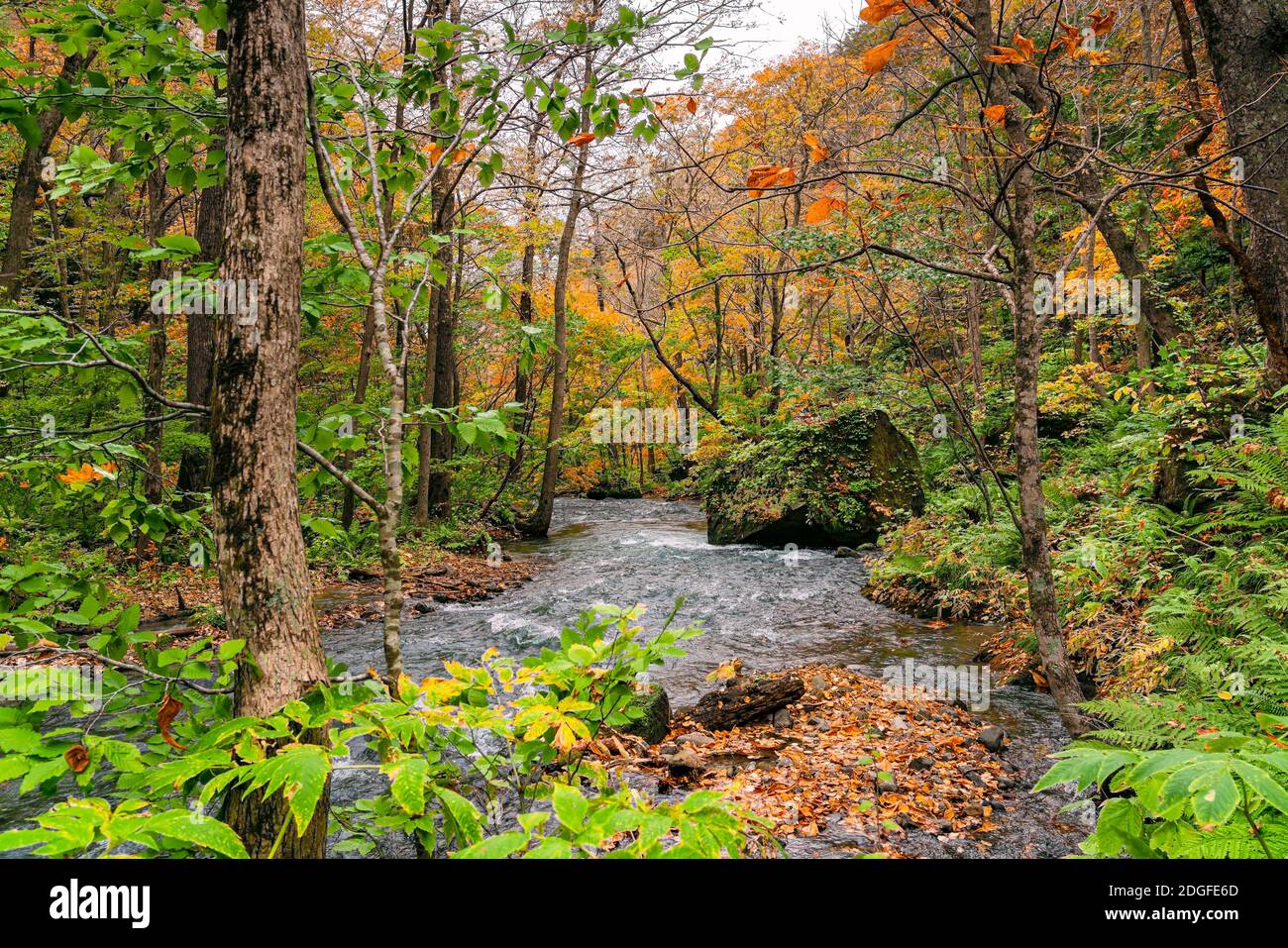 Vue sur le débit de la rivière Oirase passant par les rochers dans les couleurs feuillage de forêt d'automne Banque D'Images