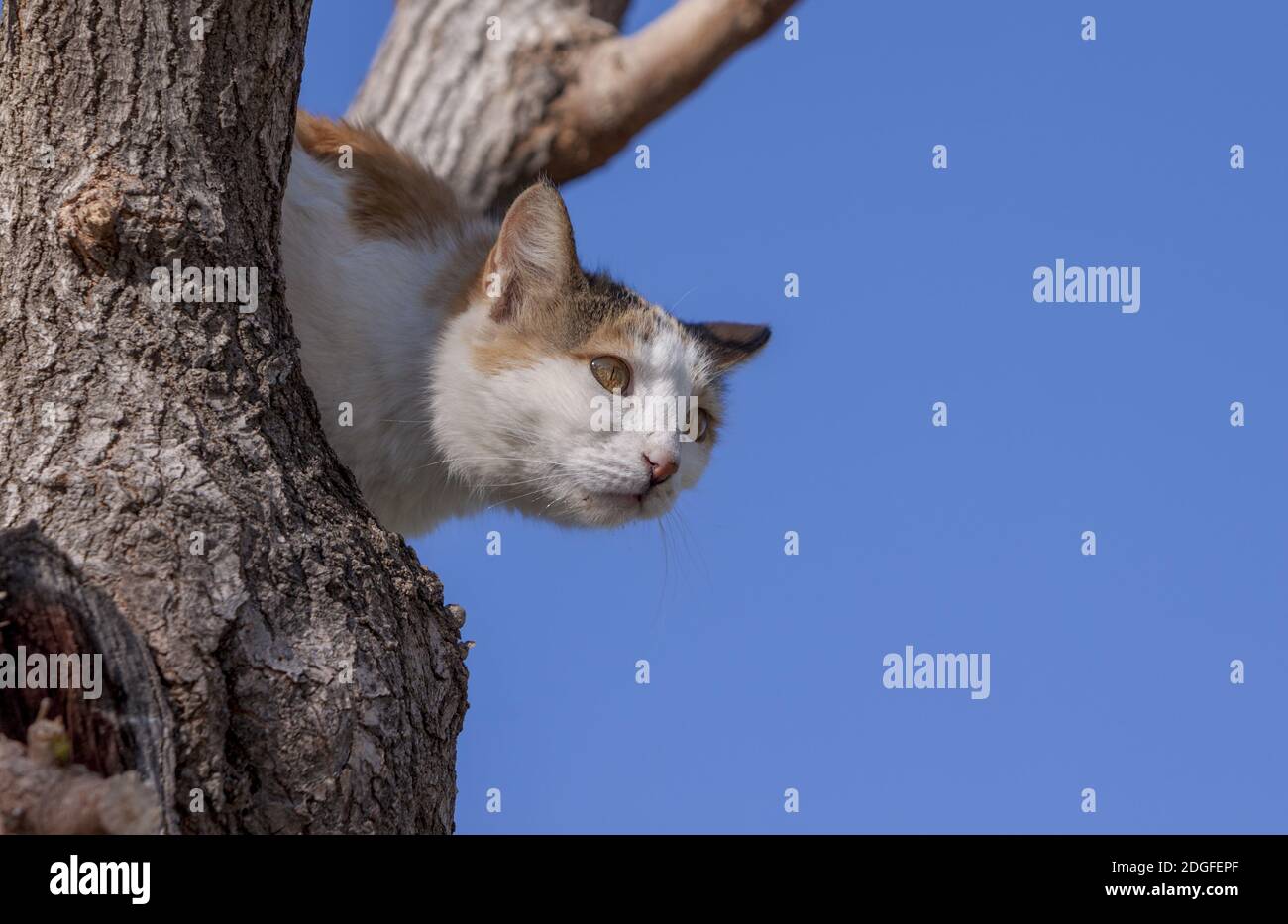 Chat dans un arbre Banque D'Images