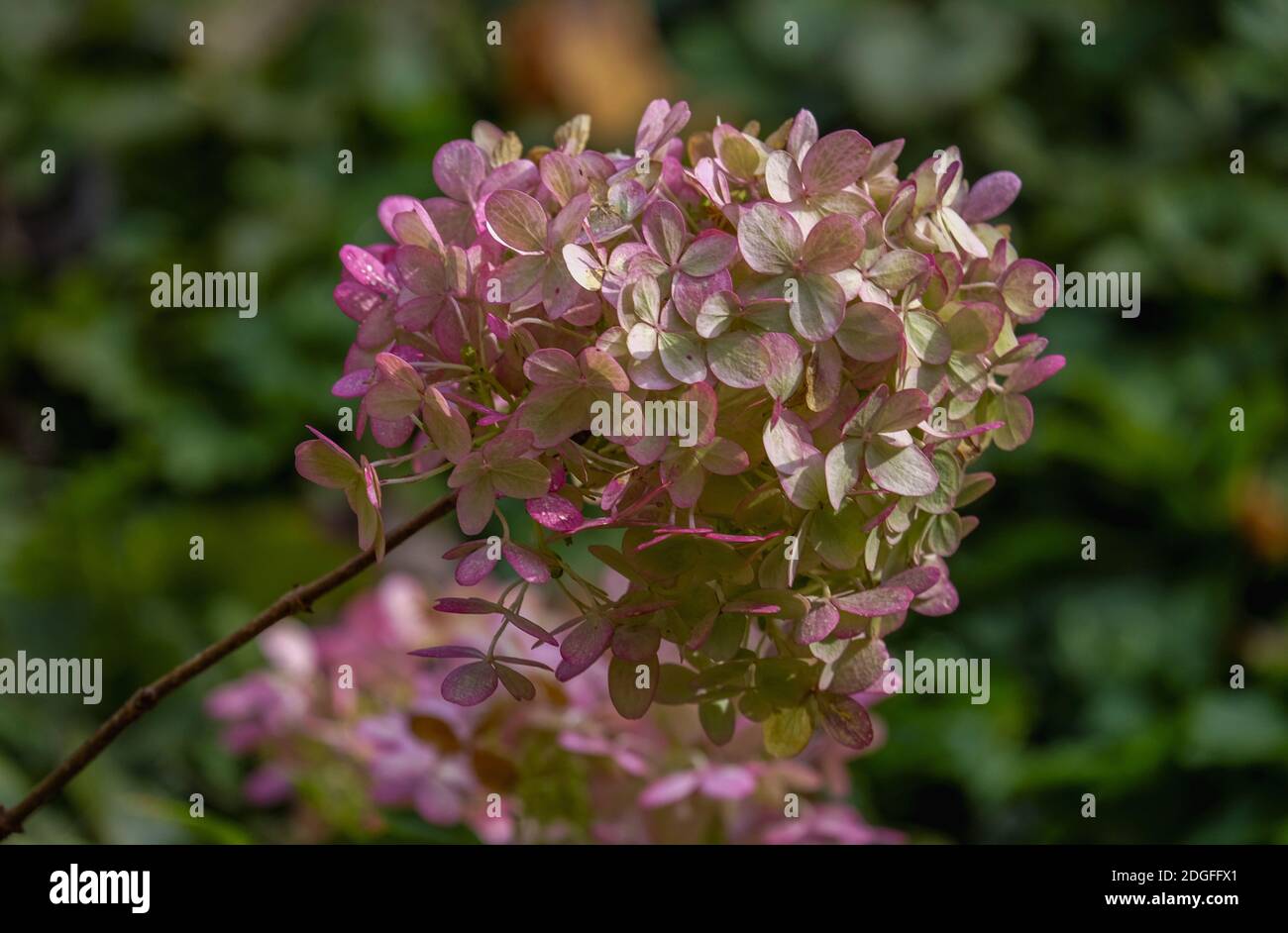Rispen-Hortensie (Hydrangea paniculata) Banque D'Images