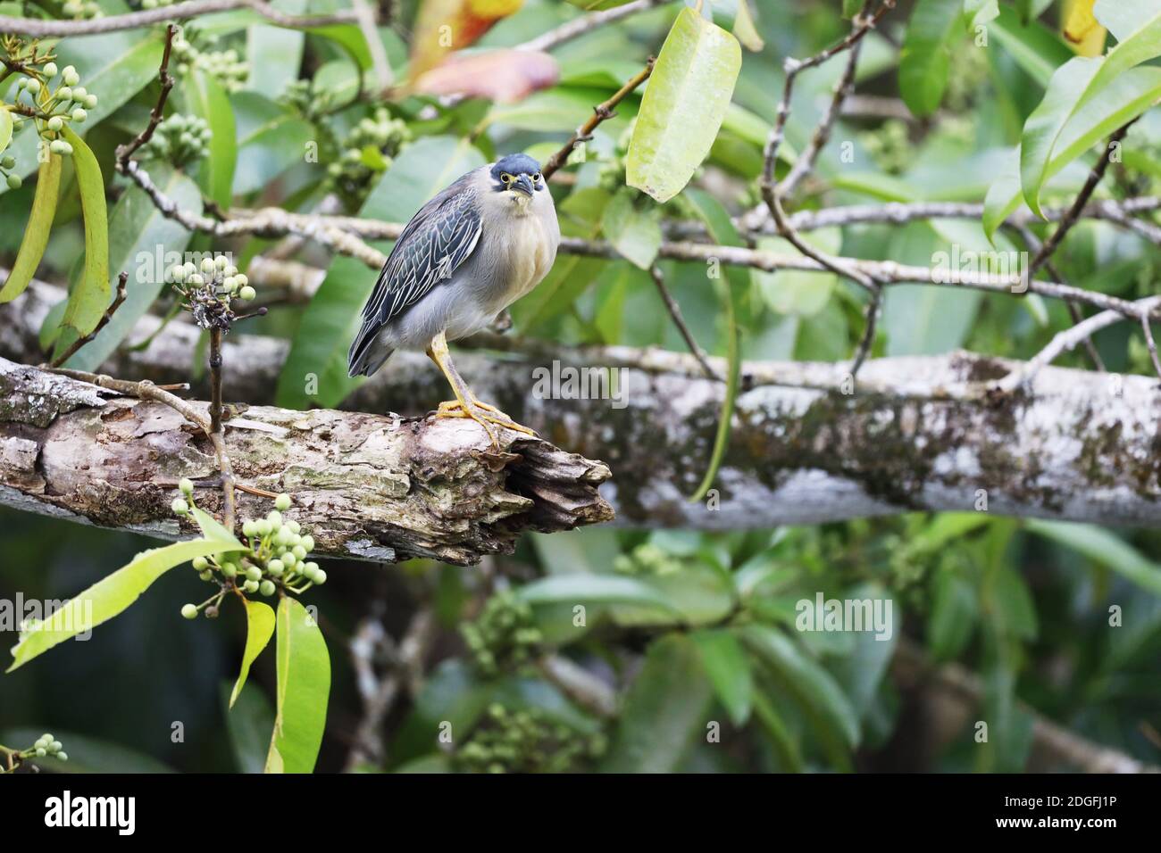 Mangrove Heron (Butorides Striata, Butorides Striatus), Maurice, Océan Indien, Afrique Banque D'Images