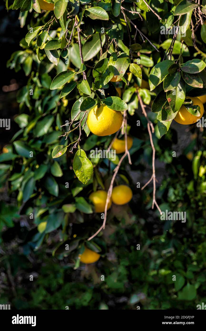 Des branches de pamplemousses aux fruits mûrs en gros plan Banque D'Images