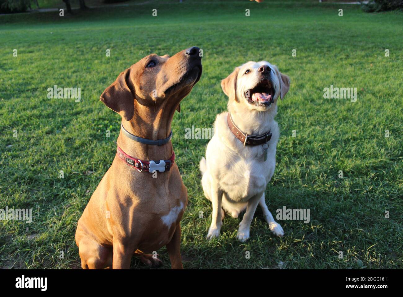 Un cliché sélectif de deux chiens tournés vers le haut l'herbe Banque D'Images