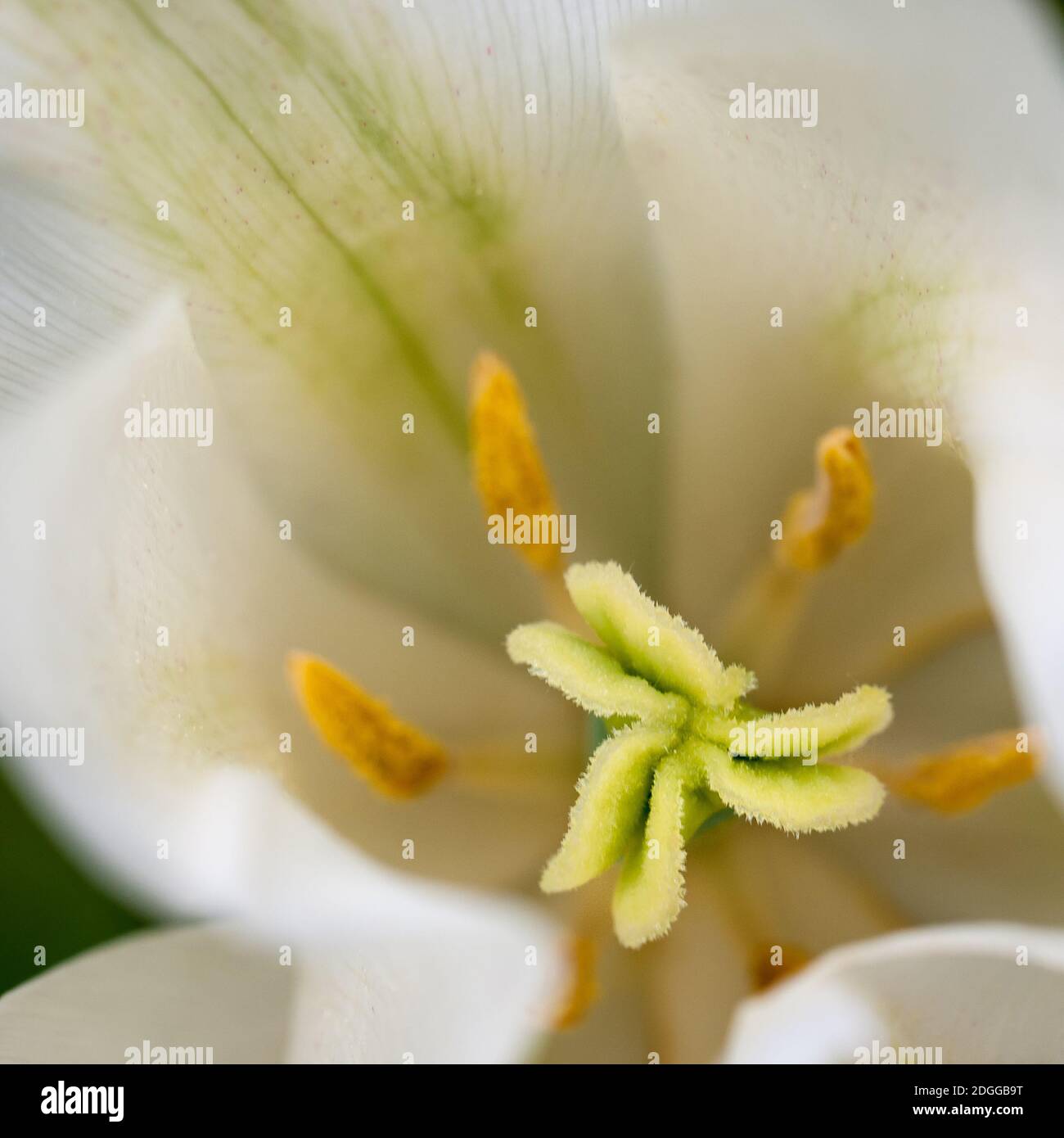 Gros plan d'une fleur de tulipes Banque D'Images