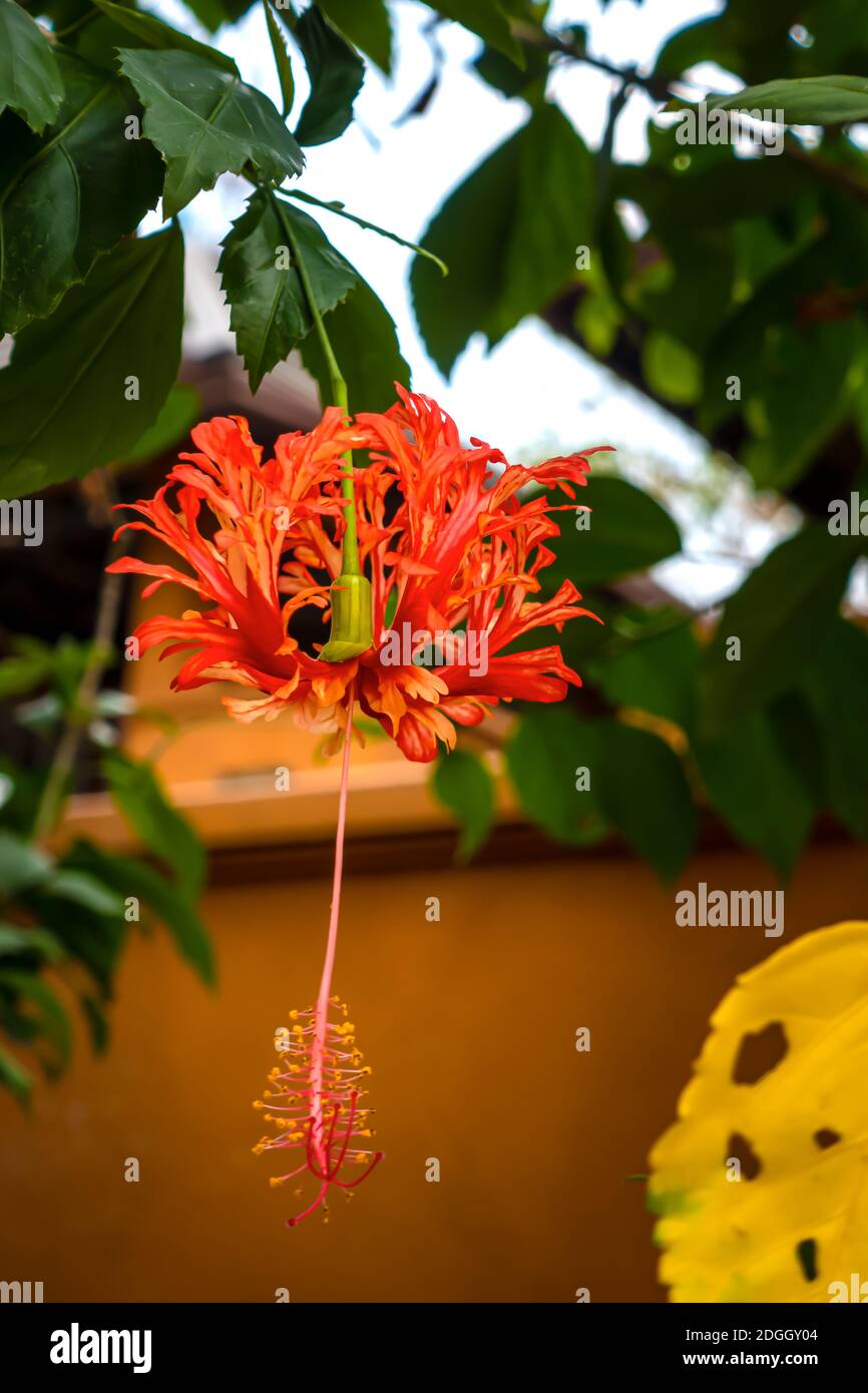 Fleur de Hibiscus ou fleur de Hibiscus schizopetalus Banque D'Images