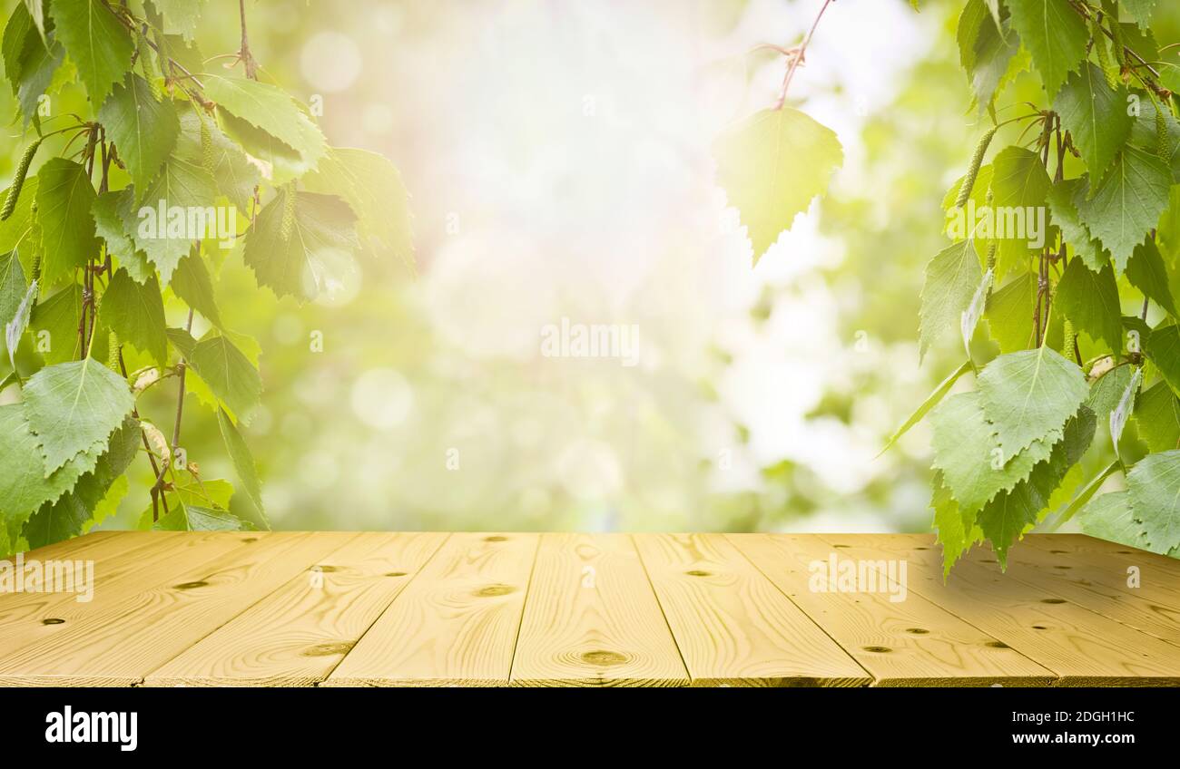 Printemps et été fond - feuilles de bouleau vert frais, cadre dans les rayons du soleil, avec une table en bois. Des arrière-plans naturels abstraits à présenter Banque D'Images