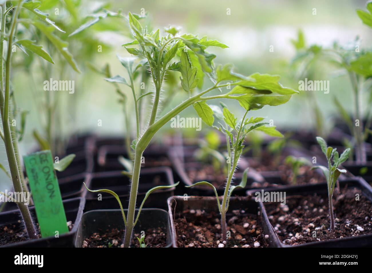 La jeune plante de tomate commence dans une serre Banque D'Images