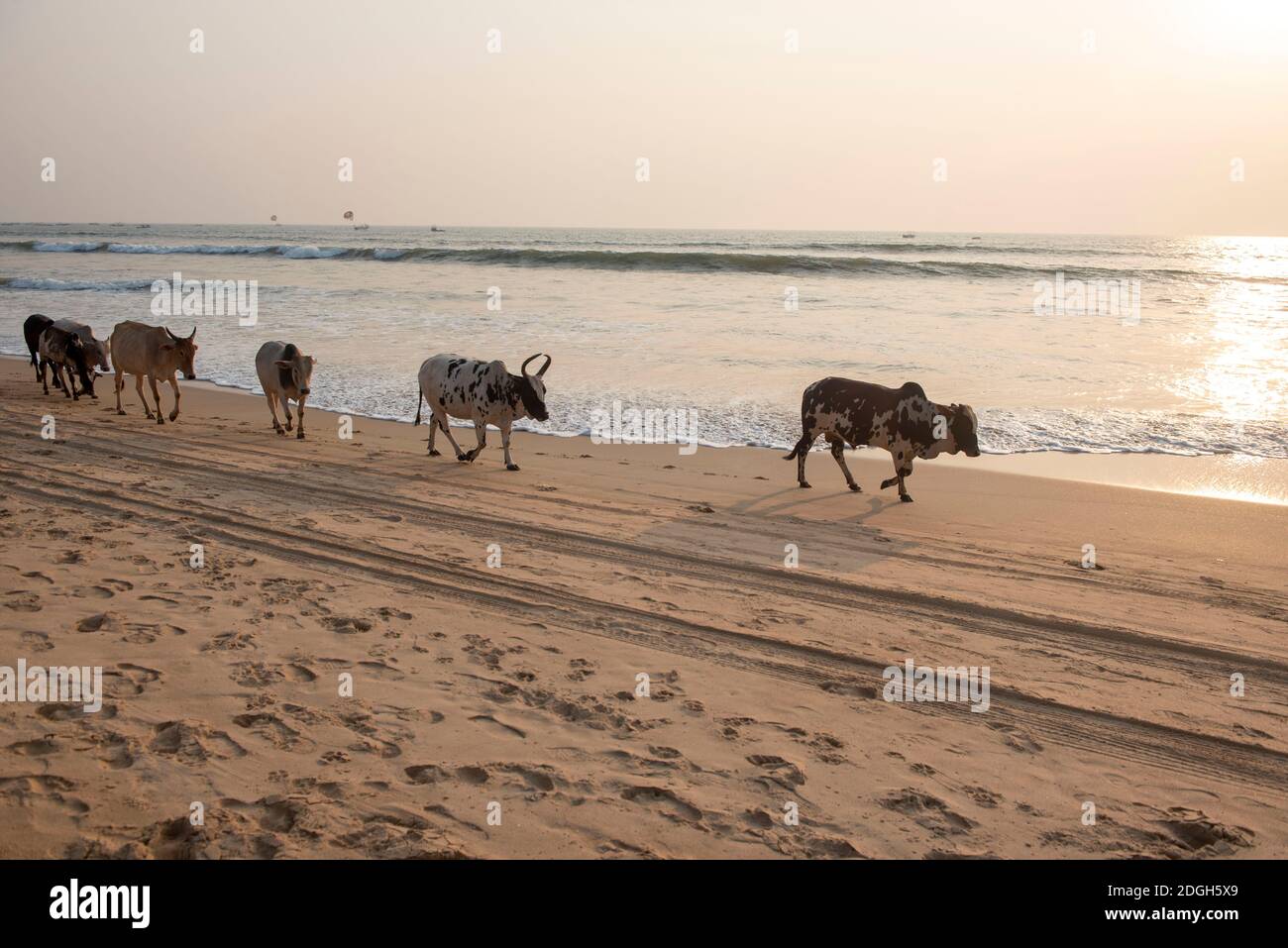 Goa, Inde -10 novembre 2020, UN troupeau de vaches sur la plage de Baga Banque D'Images