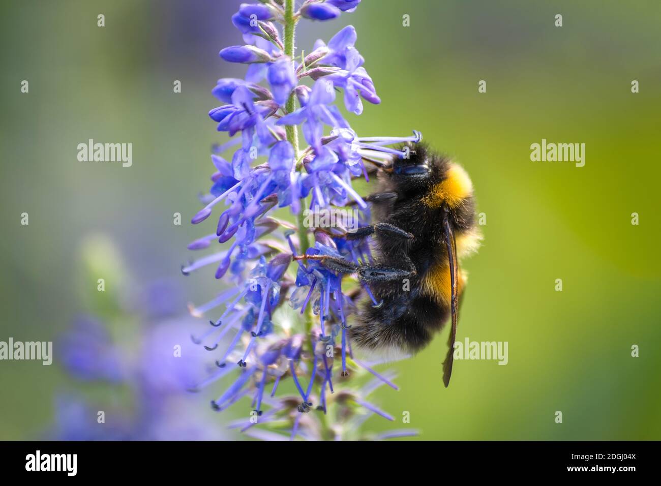 Bumblebee sur une fleur bleue dans le champ de prairie Banque D'Images