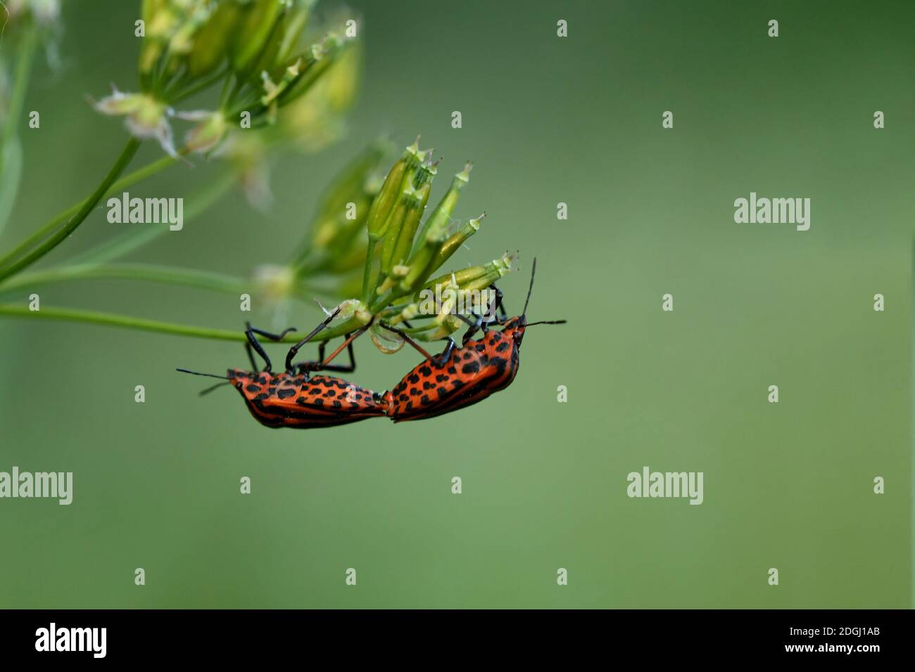 Bug de Minsrel Banque D'Images