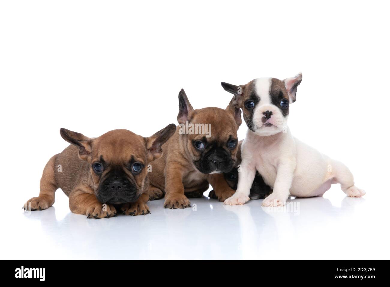 trois chiens de boudogue français cachent leur ami du caméra sur fond blanc Banque D'Images