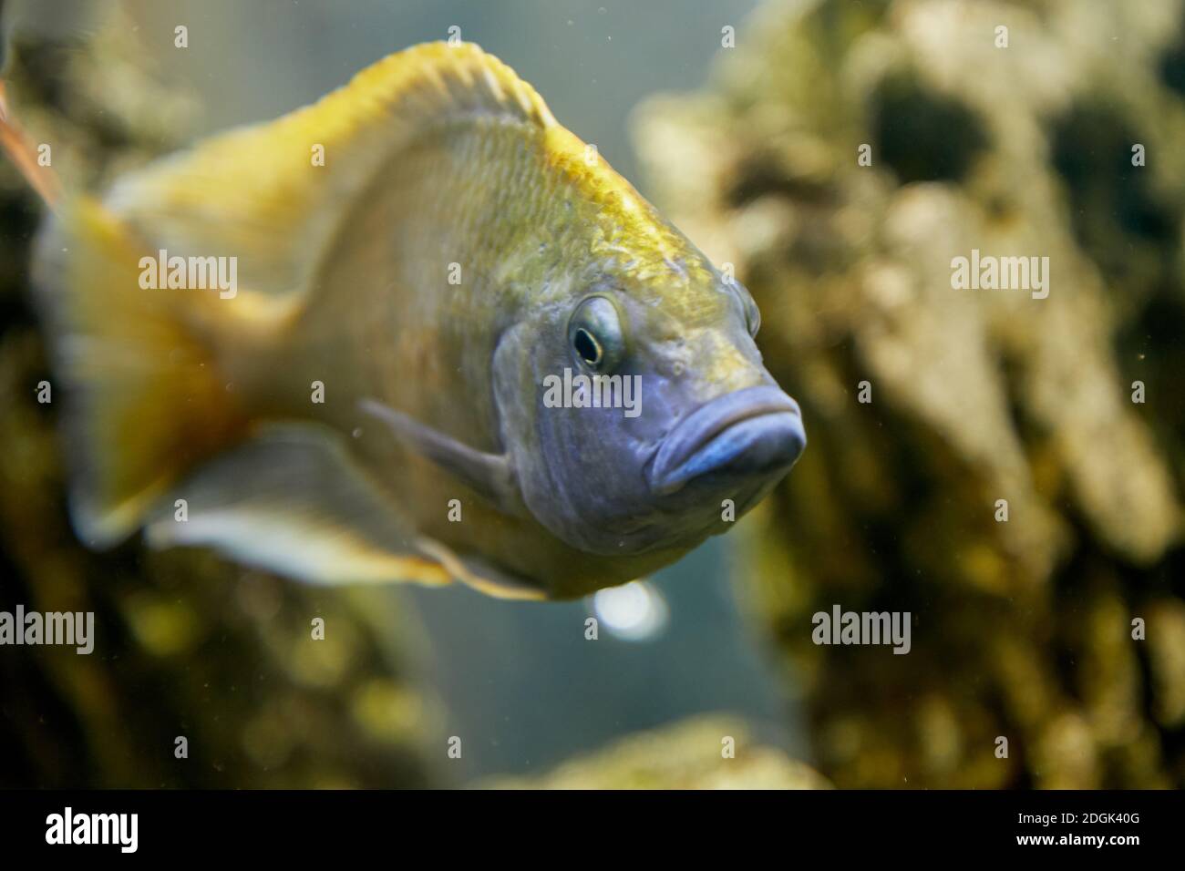 Poisson aquarium cichlides Banque D'Images