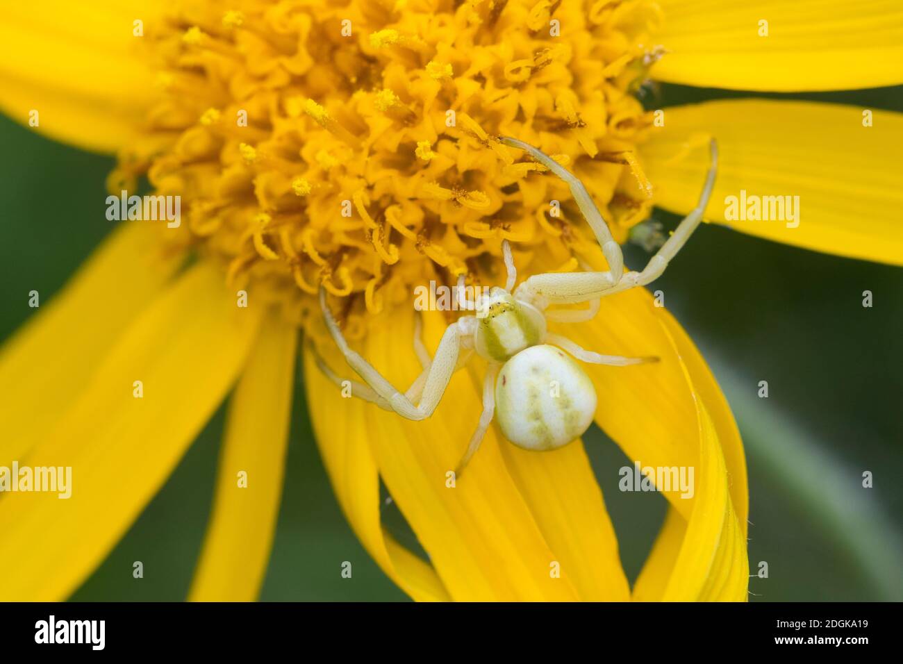 Veränderliche Krabbenspinne, Krabbenspinne, Weibchen lauert auf Blüte auf Beute, Krabben-Spinne, Misumena vatia, araignée de crabe doré, crabe de fleur sp Banque D'Images