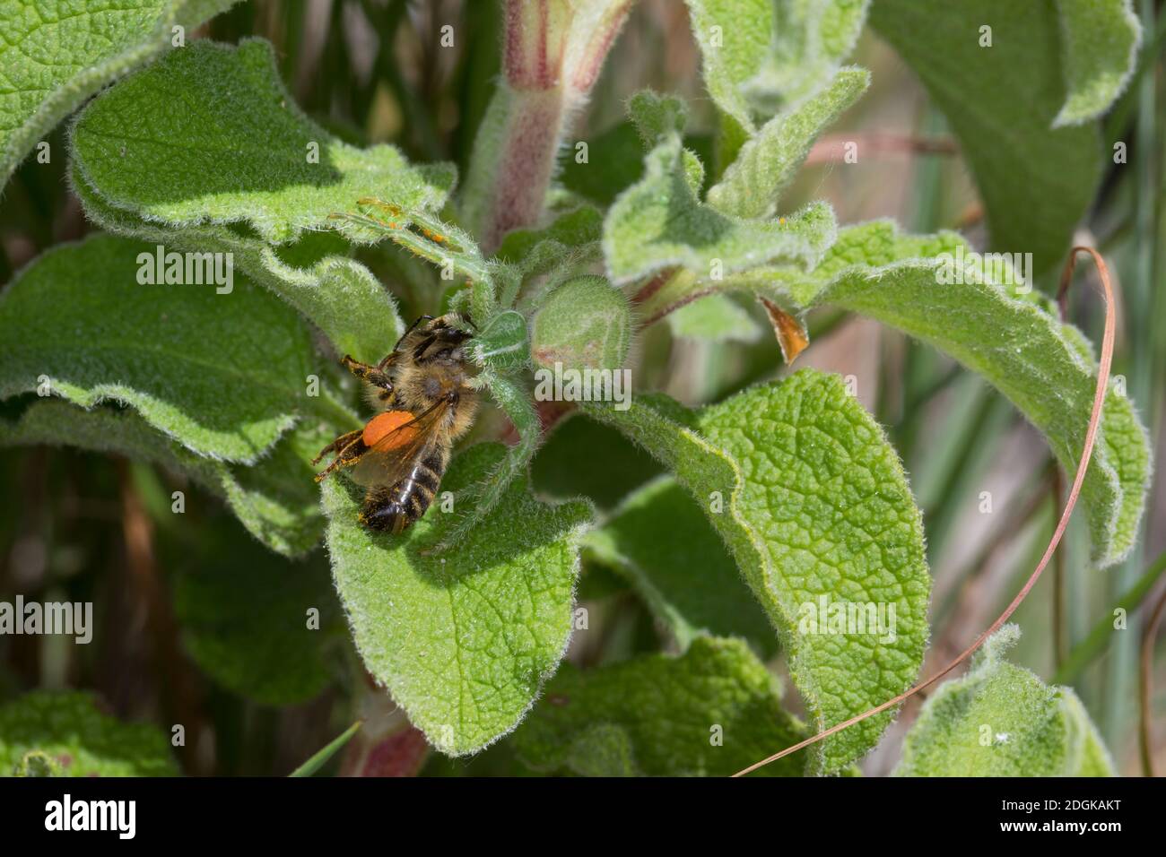Krabbenspinne, chapeau eine Biene erbeutet, Beute, Räuber-Beute-Beziehung, Heriaeus spec., araignée verte de crabe, araignée de crabe, proie, relat prédateur-proie Banque D'Images