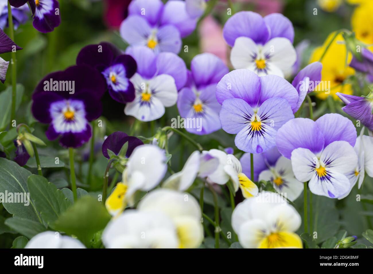 Les violons fleurissent dans le jardin à l'été ensoleillé ou au printemps. Banque D'Images