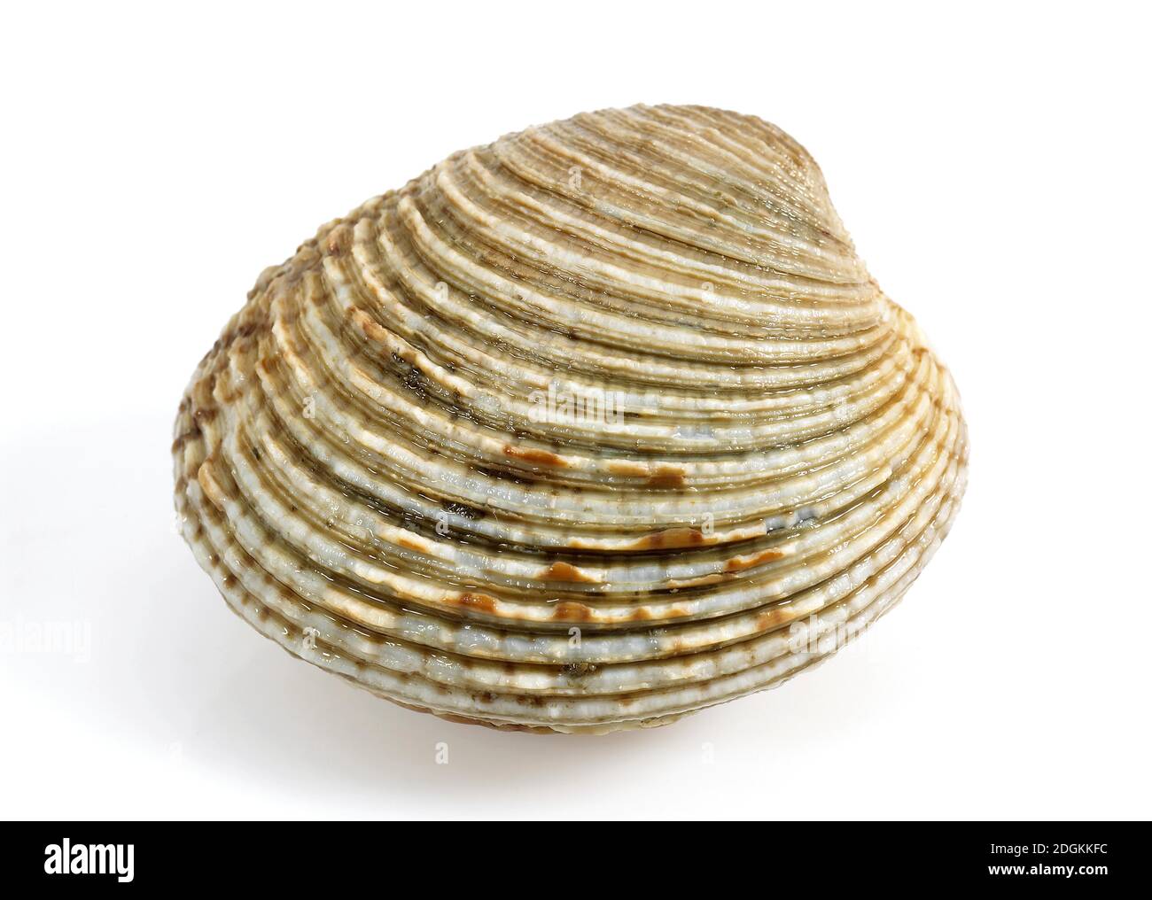 Clam, venus verrucosa, Shell against White Background Banque D'Images