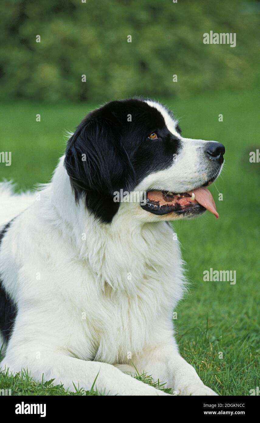 Chien Landseer portant sur l'herbe Banque D'Images