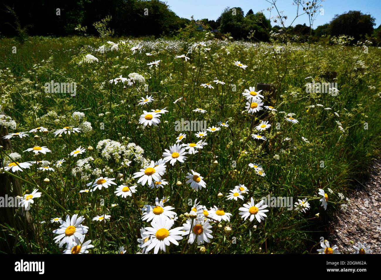 Pâquerettes géantes poussant dans la prairie de fleurs sauvages à Downley Common, High Wycombe, Buckinghamshire, Royaume-Uni Banque D'Images