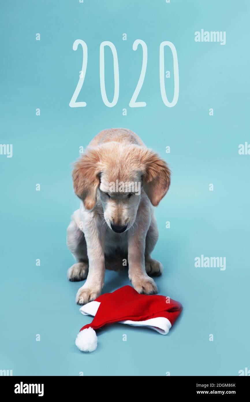 Le joli chiot Golden Retriever se trouve sur un fond bleu et regarde le chapeau du Père Noël. fin de l'année 2020. Photo de haute qualité Banque D'Images