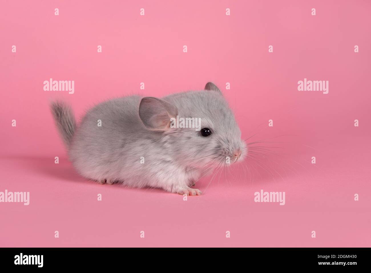 Baby Chinchilla Banque D Image Et Photos Alamy Baby Chinchilla Banque D Image Et Photos Alamy
