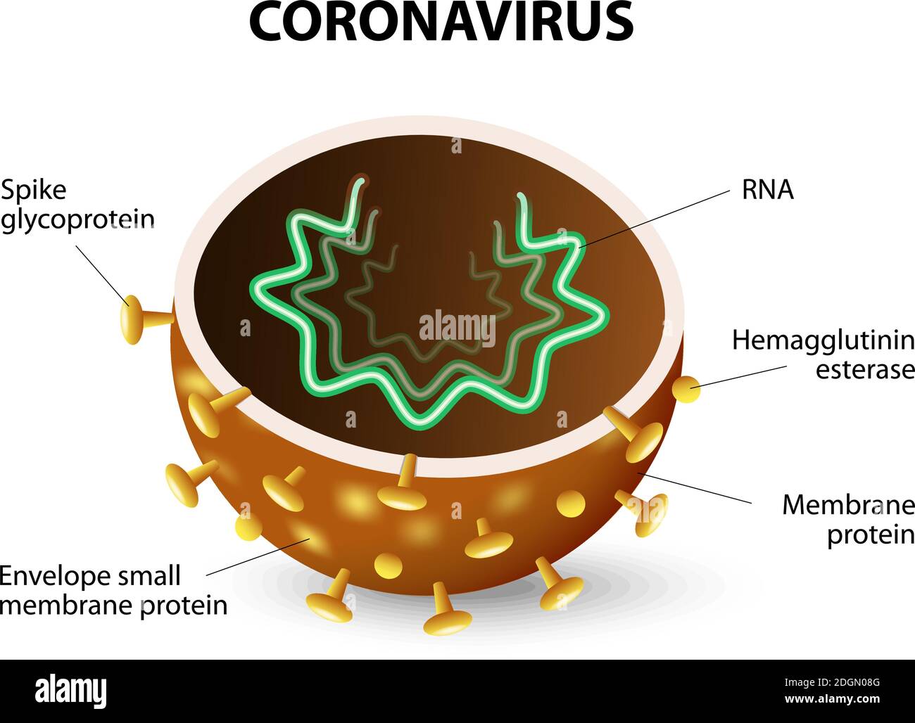 Intérieur d'un virus Corona. Le virus Corona est une souche de virus qui cause une maladie chez les humains, du rhume jusqu'au SRAS. Illustration de Vecteur