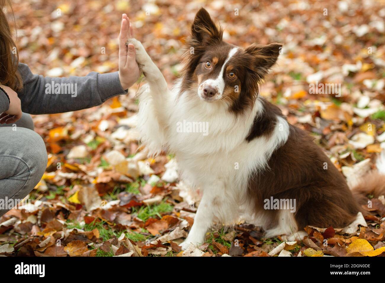 Chien étant formé par son propriétaire tto donner un haut cinq à l'extérieur dans une voie de forêt pendant l'automne Banque D'Images