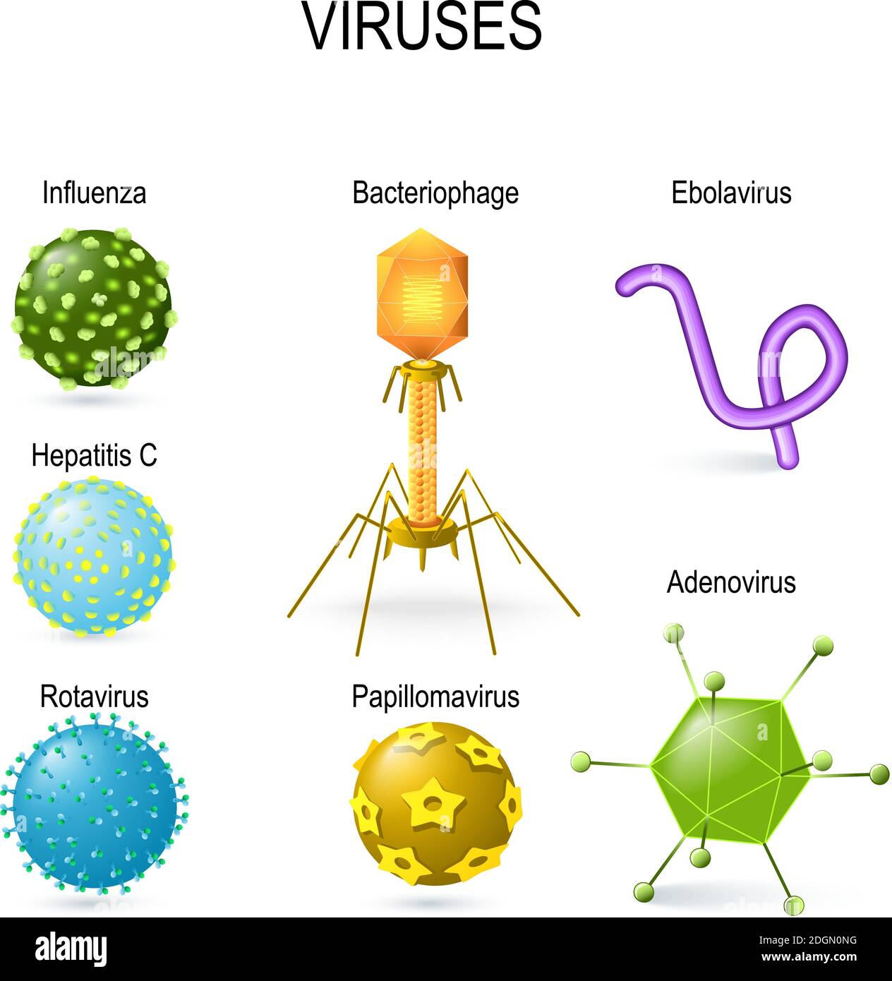 formes virales. différentes formes de virus. diagramme montrant les virus : bactériophage, ebolavirus, hépatite, rotavirus, adénovirus, papillomavirus Illustration de Vecteur formes virales. différentes formes de virus. diagramme montrant les virus : bactériophage, ebolavirus, hépatite, rotavirus, adénovirus, papillomavirus Illustration de Vecteur