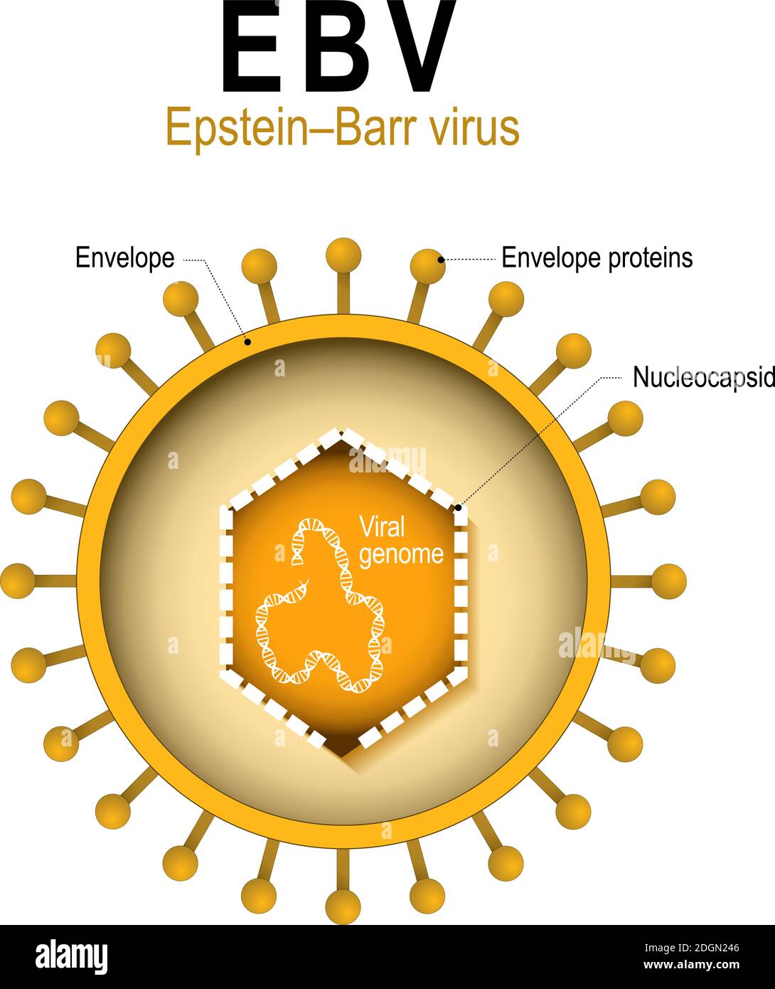 Virus d'Epstein–Barr (EBV). Herpèsvirus humain 4 (HHV). Diagramme de la structure du virus de l'herpès humain. Cause de la mononucléose infectieuse et du cancer Illustration de Vecteur
