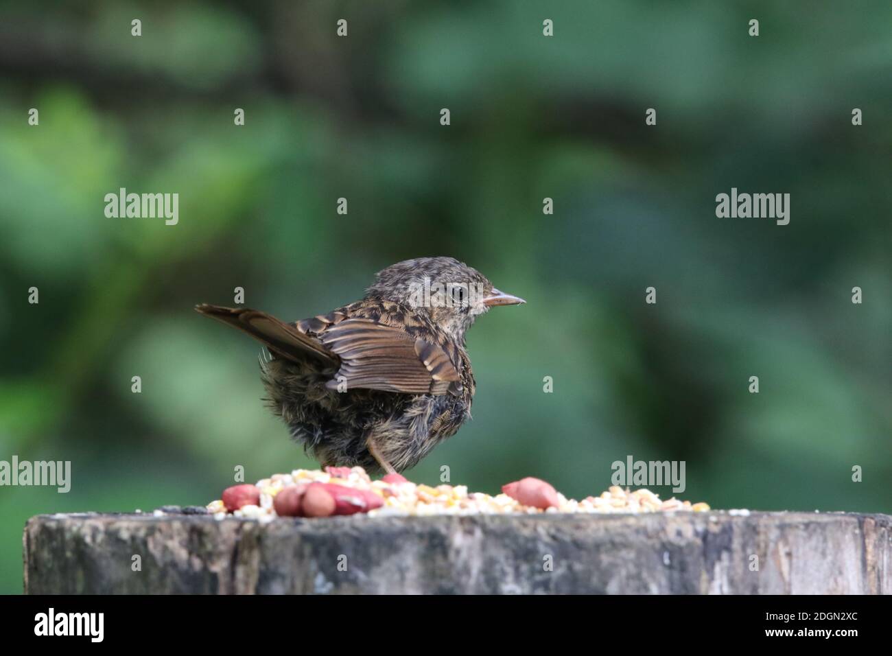 Parc de dounons pour jeunes dans un poste de nourrissage des bois Banque D'Images