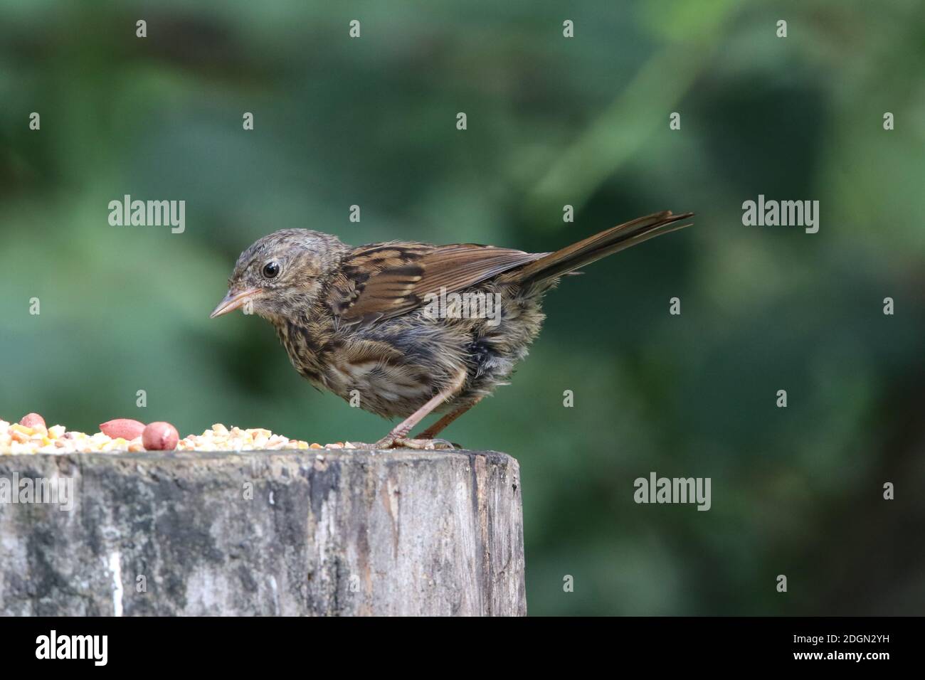 Parc de dounons pour jeunes dans un poste de nourrissage des bois Banque D'Images