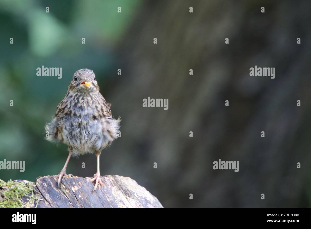 Parc de dounons pour jeunes dans un poste de nourrissage des bois Banque D'Images