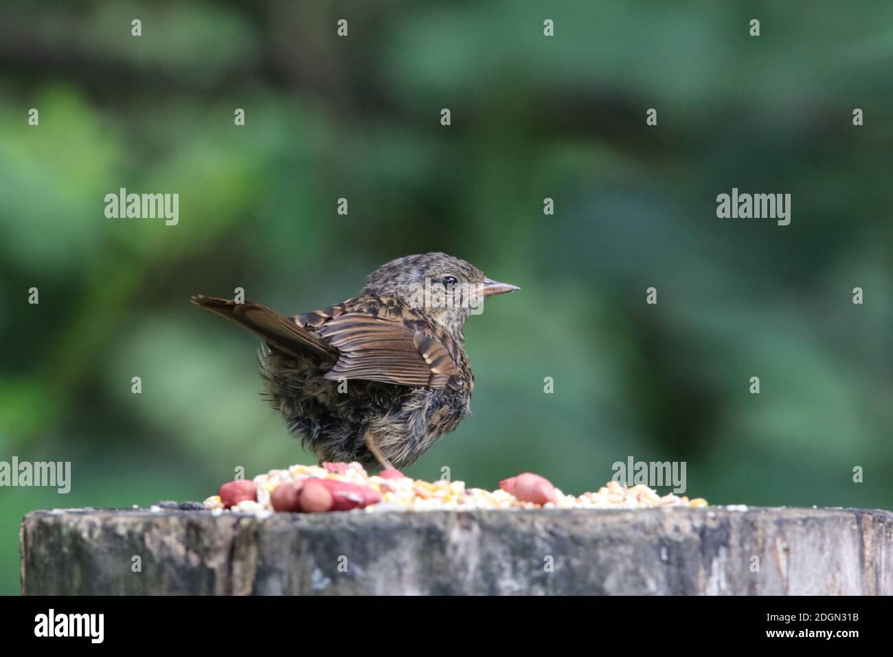 Parc de dounons pour jeunes dans un poste de nourrissage des bois Banque D'Images
