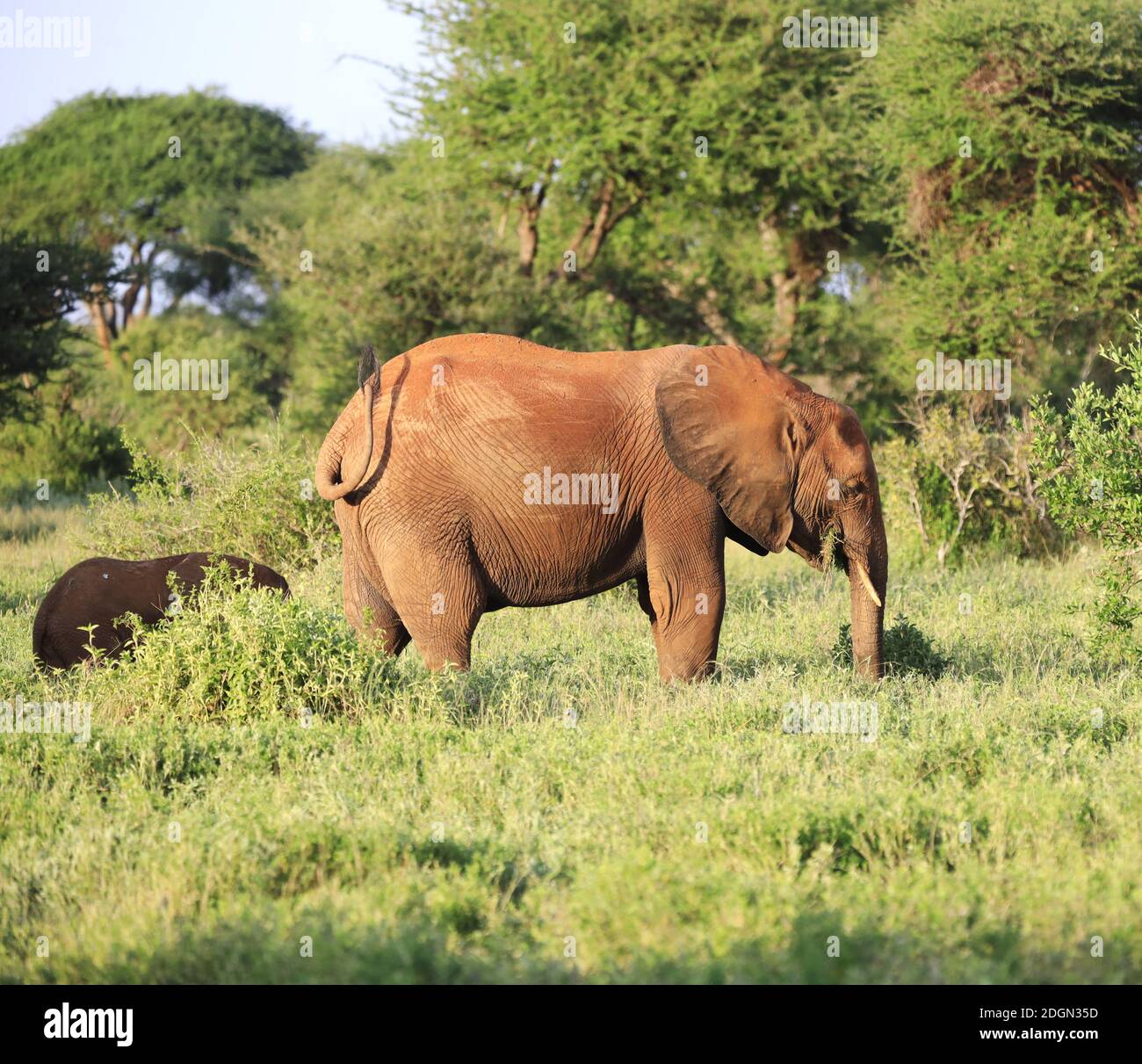 Éléphants avec peau rouge à cause de la poussière dans Tsavo East Nationalpark, Kenya, Afrique Banque D'Images