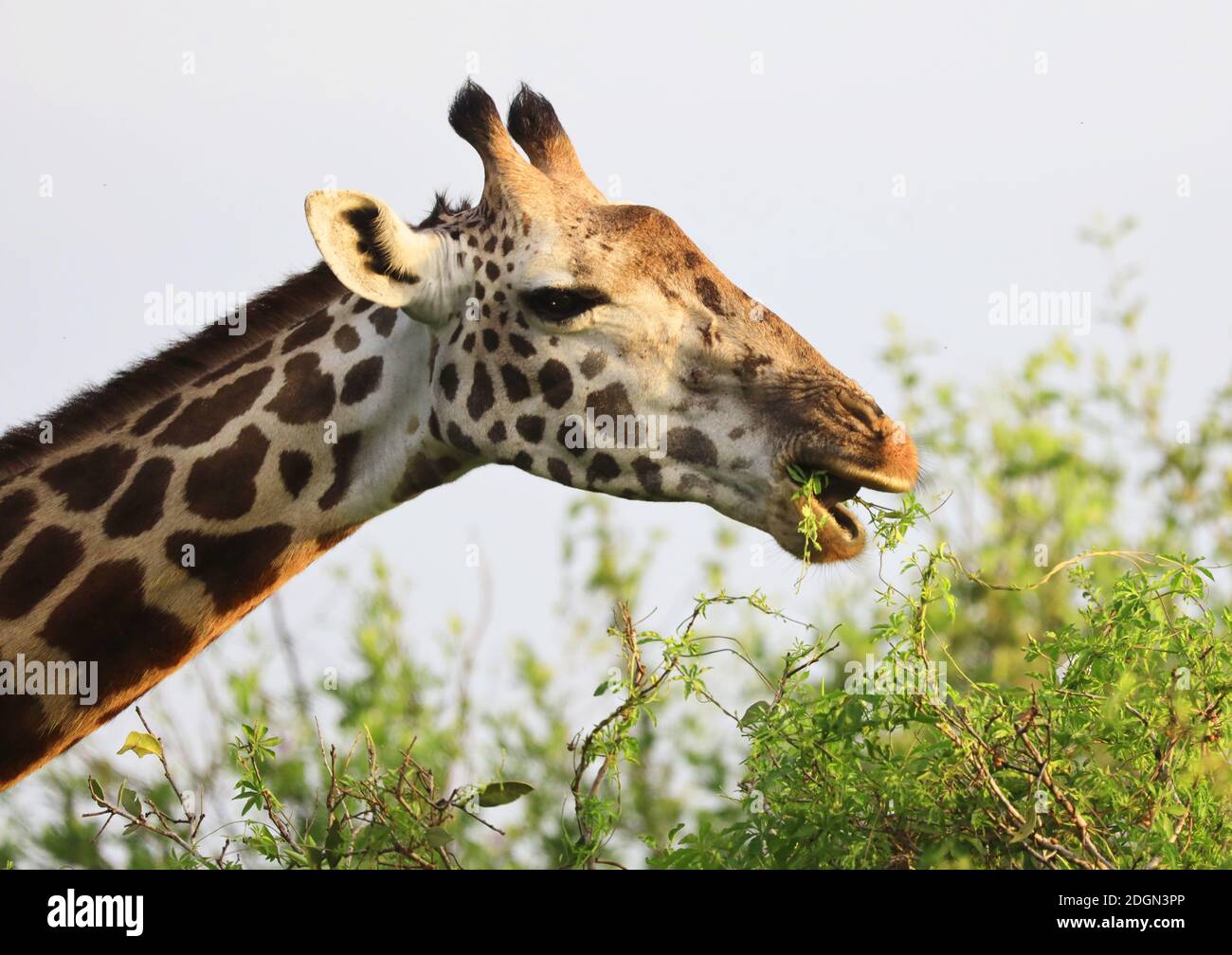 Massai-Giraffe Dans Le Parc National De Tsavo East, Kenya, Afrique Banque D'Images