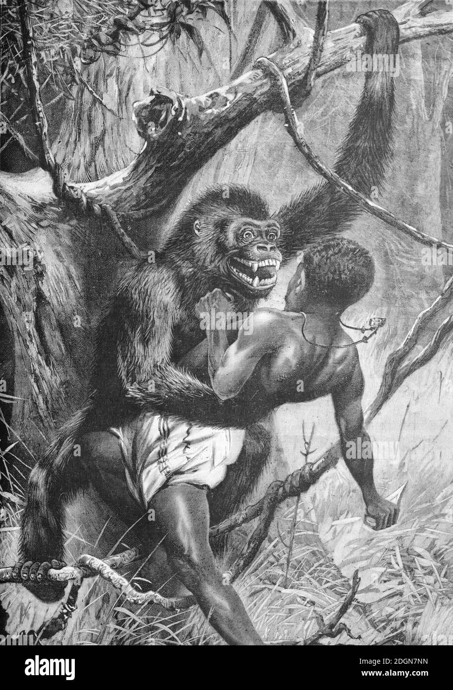 Gorilla attaque embrassant ou embrassant (?) L'homme africain en Afrique (Engr 1895) Vintage Illustration ou gravure Banque D'Images