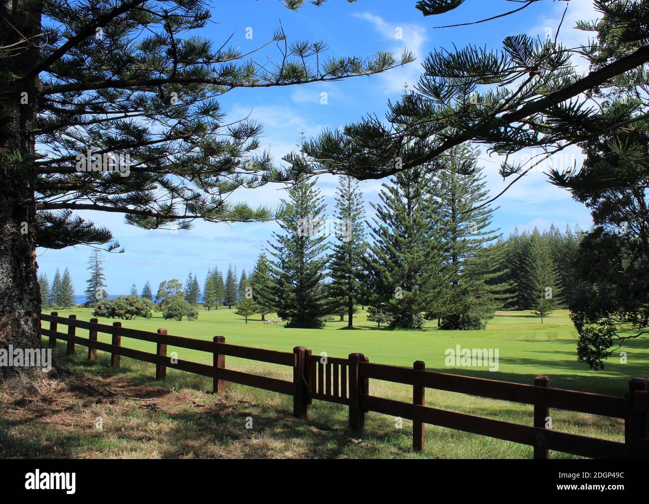 Norfolk Island, terrain de golf dans la région de Kingston, classée au patrimoine mondial, abondant avec les pins endémiques de Norfolk Island (Araucaria heterophylla) Banque D'Images