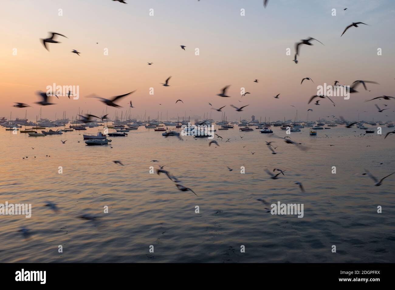 Troupeau de centaines de pigeons, en vol, avec des bateaux touristiques en arrière-plan, en début de matinée basse lumière, port de Mumbai, à côté de la porte d'entrée de l'Inde Banque D'Images