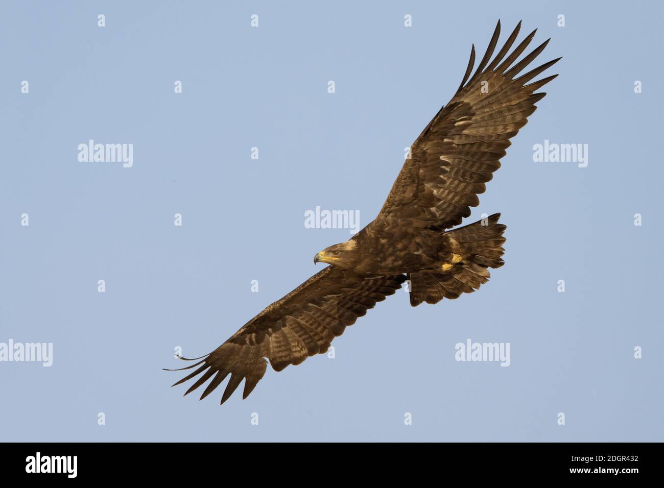 Steppe Eagle en vol en Oman.Aire d'hivernage de l'espèce. Banque D'Images